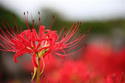 彼岸花|彼岸花（ヒガンバナ）ってどんな花？別名や赤・黄色。